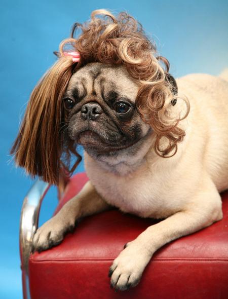 pug-weave.jpg