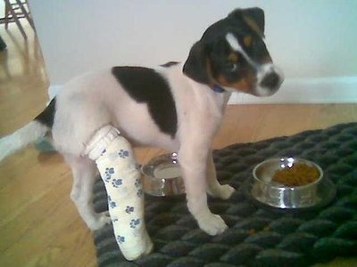 puppy-cast.jpg