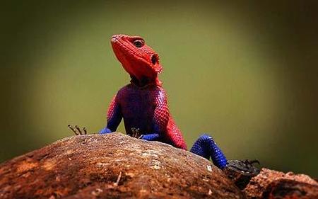 spiderlizard.jpg