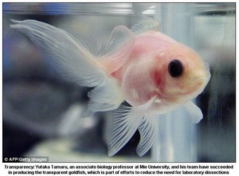 transparentfish.jpg