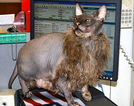 uggs-cat.jpg