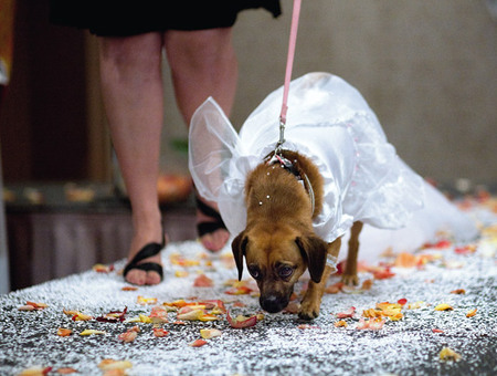 woofstockwedding_16.jpg