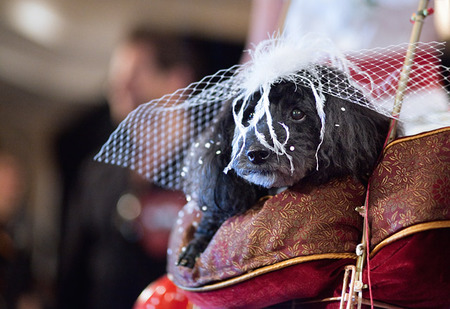 woofstockwedding_8.jpg