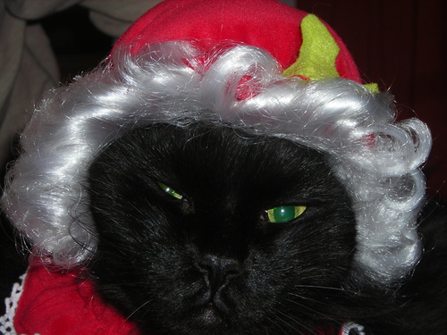 LuckyXmas.JPG