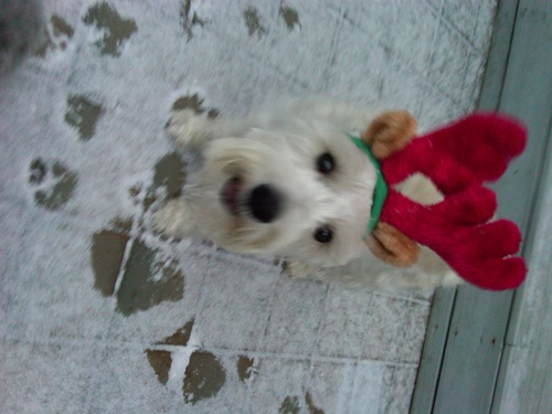 Pippin2.jpg