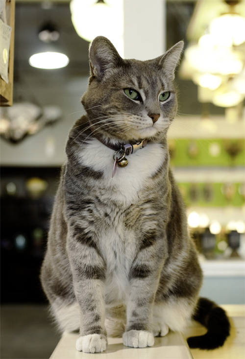 Sophie.jpg