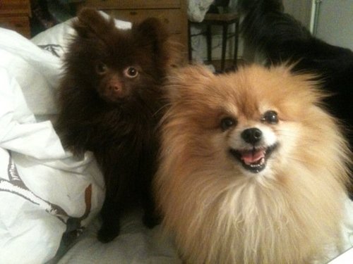 adorable-poms-gizmo.jpg