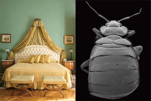bedbugs.jpg