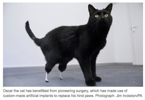 bioniccat.jpg