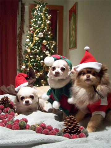 boyschristmas.jpg