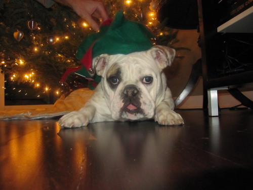 bulldogelf.jpg