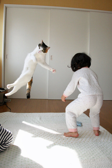 cat-baby-fight.jpg