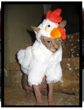 catchicken.jpg
