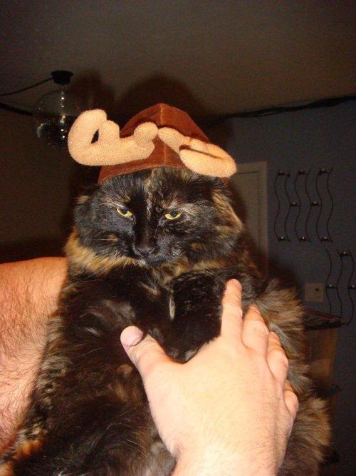 catreindeer.jpg