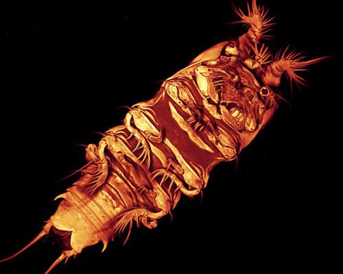 copepod.jpg