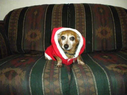 dachsundsanta.jpg