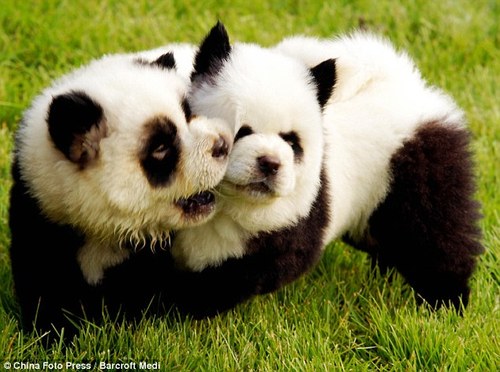dogpanda.jpg
