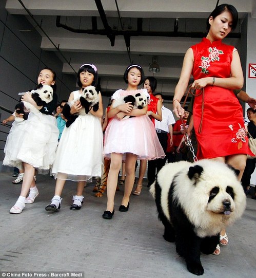 dogpanda3.jpg