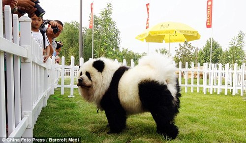 dogpanda4.jpg