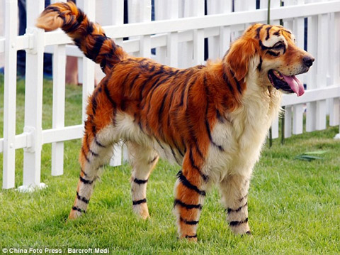 dogtiger.jpg