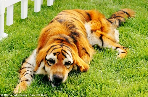 dogtiger2.jpg