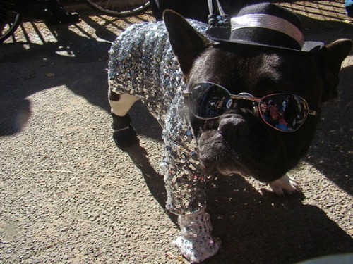 fashionpets.jpg