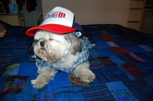 hipster-puppy-01.jpg