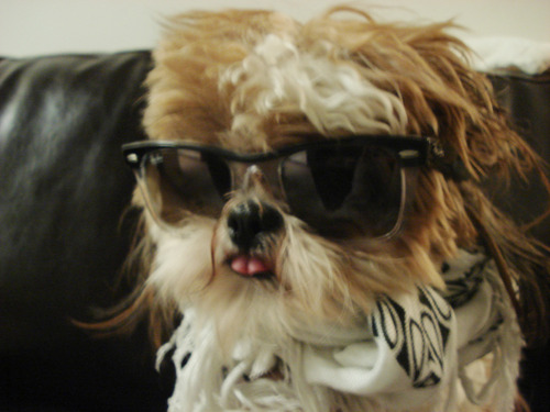 hipster-puppy-02.jpg