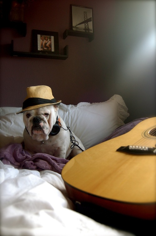 hipster-puppy-03.jpg