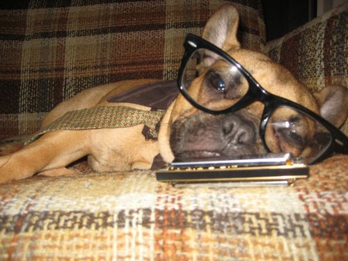 hipster-puppy-04.jpg