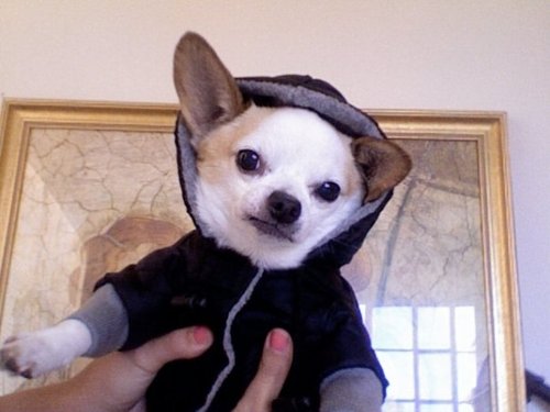 hipster-puppy-05.jpg