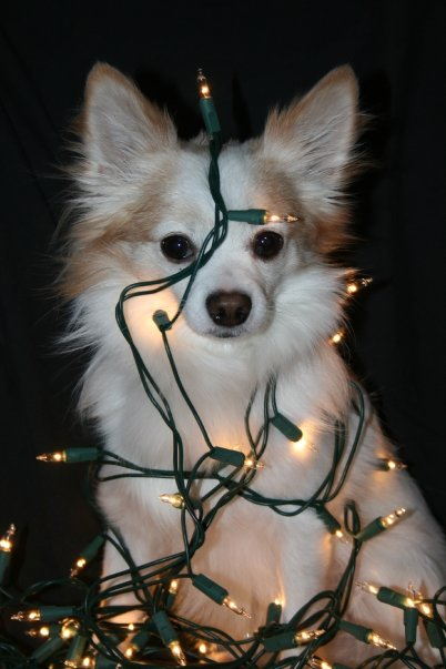 jax xmas1.bmp