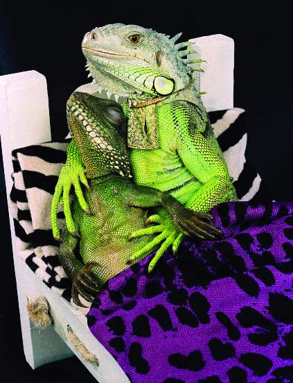 lizardlover.jpg