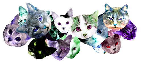 meowmania.jpg