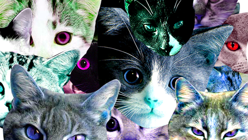 meowmania.png