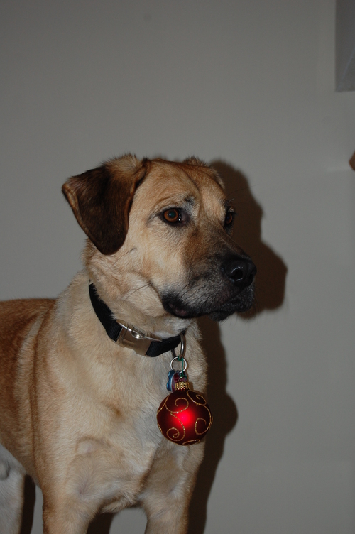ornamentcollar.jpg