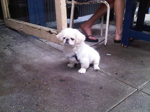 pekingese-gitane.jpg