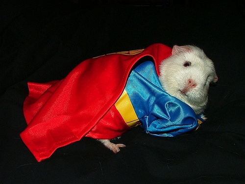 pigsuperman.jpg