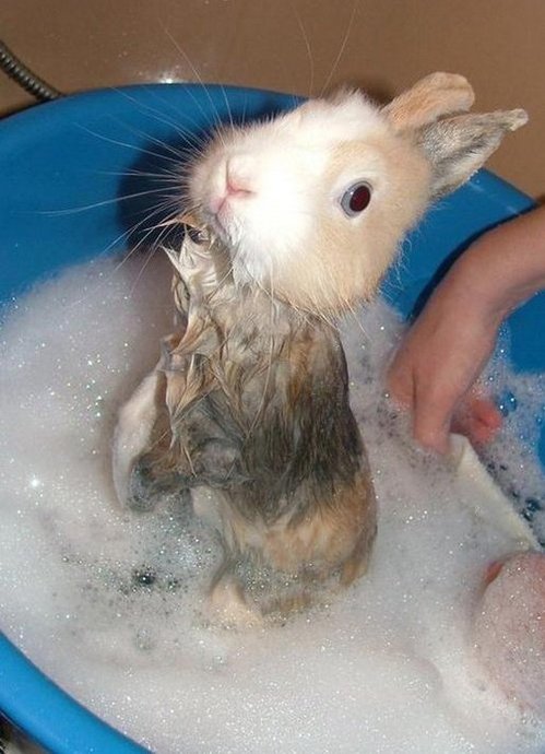 rabbitbath.jpg