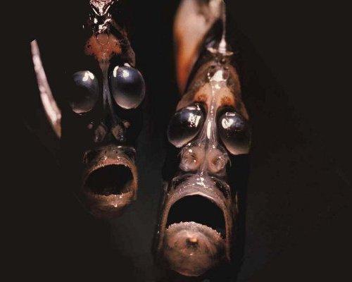 seamonsters.jpg
