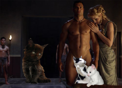 spartacuscat3.jpg