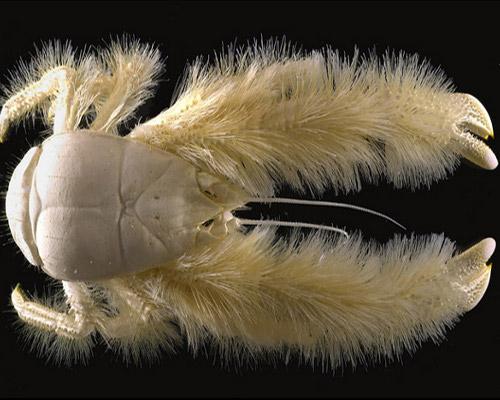 yeticrab.jpg