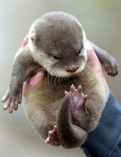Baby+otter.jpg