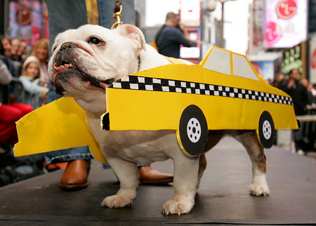 Taxi dog.jpg