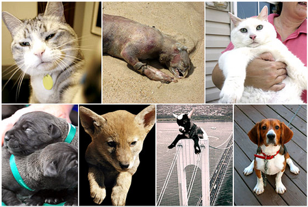 aminals.png