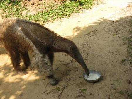 anteater_mid.jpg