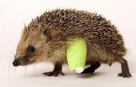 baby-hedgehog-broken-02.jpg