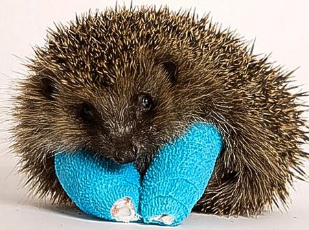 baby-hedgehog-broken.jpg