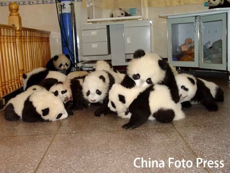 baby-panda-pile.jpg