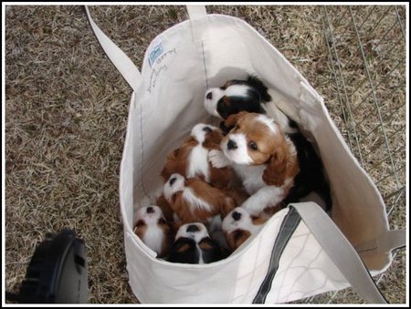 bag-of-puppies.jpg